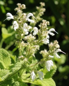 Kanári-szigeteki zsálya - Salvia broussonetii